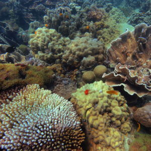 A vibrant underwater coral reef teeming with a variety of coral species, including branching, plate, and soft corals. Numerous small fish, showcasing diverse colors and shapes, dart among the corals in this dynamic aquatic scene supported by the Soneva Charity Foundation in the Maldives.