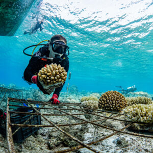 A diver wearing scuba gear and gloves places coral fragments onto metal frames underwater, likely as part of a Soneva Charity Foundation Maldives coral restoration project. Other divers and a boat are visible in the background. The clear blue water indicates a shallow, tropical reef area.