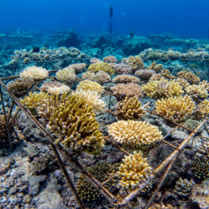 An underwater coral reef restoration project by the Maldives Foundation, with metal structures supporting various coral fragments. The corals are in different stages of growth, surrounded by the blue ocean, and creating a vibrant and diverse marine environment near Soneva resorts.