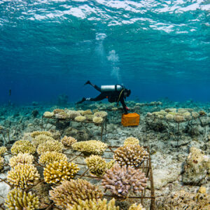 A scuba diver from the Maldives Foundation tends to coral restoration structures on the ocean floor near Soneva. The diver, in a black wetsuit and oxygen tank, carries an orange container while swimming over several metal frames holding young corals. The blue water and natural light create a vivid underwater scene.