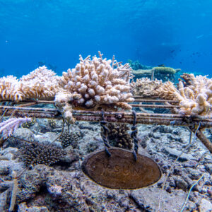 Underwater scene depicting coral restoration by the Maldives Foundation. Various coral fragments are attached to a metal framework, allowing them to grow and form new reefs. The water is clear, showcasing a vibrant marine environment. A plaque with text from Soneva is attached to the structure.