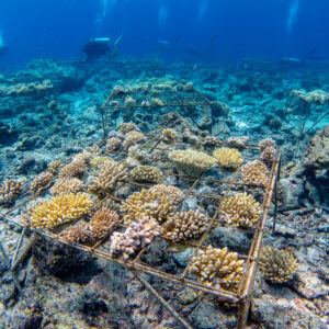 Underwater scene with coral restoration structures on the ocean floor. Several metal frames hold various types of coral fragments, promoting growth and reef restoration by the Soneva Foundation in the Maldives. Scuba divers are seen in the background, tending to the coral and exploring the area.