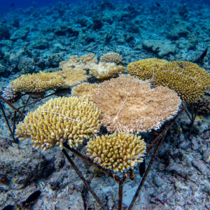 Underwater coral reef restoration site, supported by the Maldives Foundation and Soneva, features several metal structures nurturing growing coral fragments of various colors and textures. The ocean background teems with more coral and marine life, creating a vivid underwater scene.