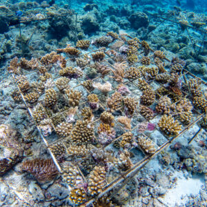 An underwater scene in the Maldives shows a coral restoration project by the Soneva Foundation. Small coral fragments are attached to a metal grid structure, placed on the ocean floor, promoting coral growth and reef restoration. Various types of corals and marine life surround the area.