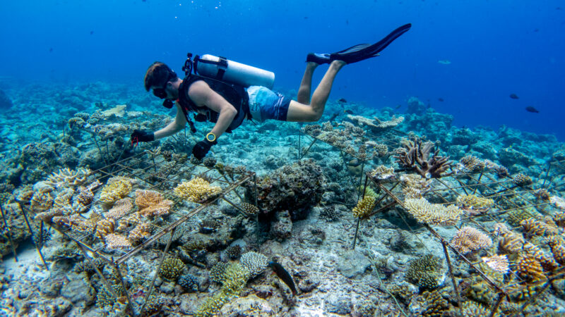 A scuba diver is underwater near the Maldives, wearing full diving gear and inspecting a coral restoration project by the Soneva Foundation. Several metal structures hold fragments of coral in various stages of growth. The seabed is covered with rocks, and the clear water reveals the blue ocean.