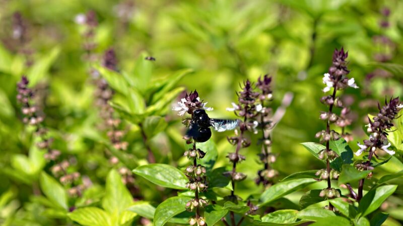 A black bee is perched on a flowering basil plant in a lush green garden. The background, reminiscent of the serene Maldives Namoona, is filled with vibrant basil leaves and clusters of small flowers, creating a natural, tranquil setting.
