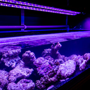 A long aquarium illuminated by purple LED lights, inspired by the vibrant beauty of the Maldives, showcases various rocks arranged at the bottom. The vivid lighting enhances the underwater environment, creating a colorful display supported by Soneva Charity Foundation. The dark background draws focus to the aquarium's contents.
