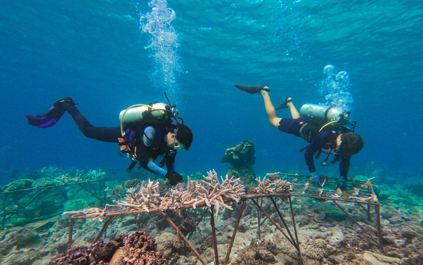 Two scuba divers are underwater, tending to a coral nursery with several coral fragments on metal frames. The water is clear, revealing a vibrant underwater landscape backed by the Maldives' iconic reefs. Sunlight filters through from above as part of the Soneva Foundation's marine conservation efforts.