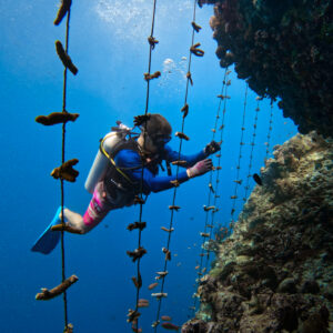 A scuba diver in a blue wetsuit and pink fins is underwater, tending to coral growing on ropes. They are surrounded by blue water and marine life near a rocky coral reef, supported by the Soneva Charity Foundation Maldives. Bubbles rise from their breathing apparatus as they work.