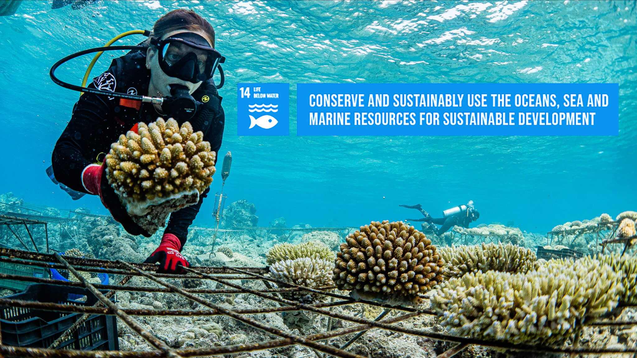 A scuba diver in gear tends to coral pieces on an underwater rack, supported by the Maldives Foundation Soneva. Another diver can be seen in the background. A banner reads, "Conserve and sustainably use the oceans, seas and marine resources for sustainable development," highlighting Global Goal 14.
