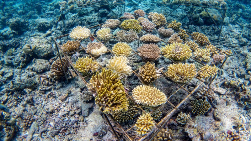 Underwater scene of metal frames housing various species of corals being restored on a reef in the Maldives. The corals, supported by the Soneva Foundation, are in different stages of growth and exhibit a range of colors. The ocean floor is visible with other scattered coral and marine life.