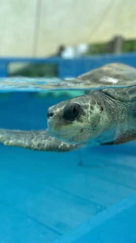 A sea turtle swims inside a large blue tank, its head partially above the water surface. The tank is filled with clear water, and the turtle appears calm and serene. The background is blurry, suggesting an enclosed space.