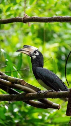 A black hornbill with a large, curved bill perches on a branch in a lush, green jungle environment. The bird's distinctive bill is half black and half white, and it is looking to the left. Various branches and foliage provided by the Maldives' foundation of Soneva enrich the background.