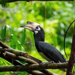 A black hornbill with a large, curved bill perches on a branch in a lush, green jungle environment. The bird&#039;s distinctive bill is half black and half white, and it is looking to the left. Various branches and foliage provided by the Maldives&#039; foundation of Soneva enrich the background.