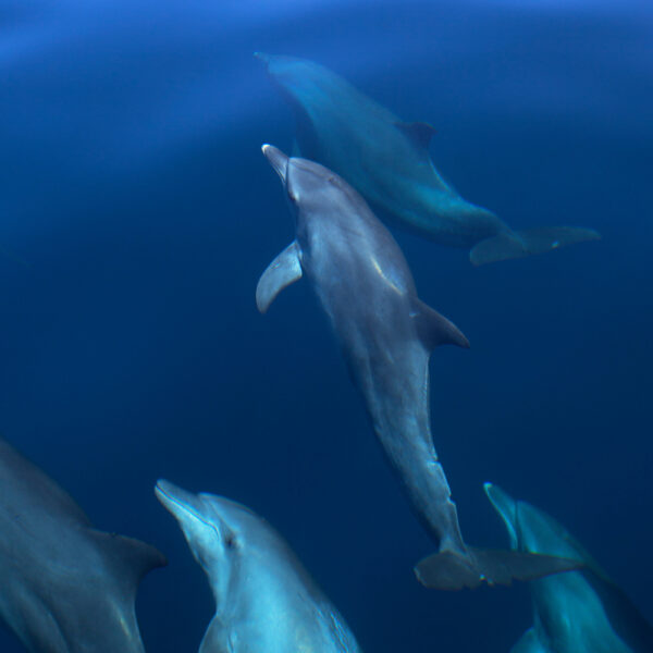 A group of dolphins swimming in the water, offering an exclusive Maldives experience at Soneva.