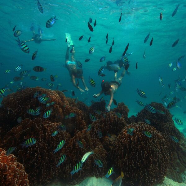 Three snorkelers swim above colorful corals amongst numerous striped tropical fish in the clear turquoise waters of the Maldives. The vibrant scene, part of Soneva's exclusive experience, is filled with underwater life and sunlight filtering through the water surface.