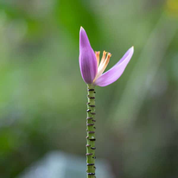 A close-up of a single pink flower with long, slender petals on a tall green stem. The background is blurred, highlighting green foliage and creating a soft focus effect that emphasizes the flower&#039;s delicate structure, reminiscent of a Thailand Exclusive Experience at Soneva resorts.