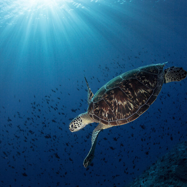 A sea turtle swims gracefully in the deep blue ocean, illuminated by beams of sunlight filtering through the water's surface. With Soneva Exclusive Offers, you too can experience such serene underwater scenes, where small fish surround majestic creatures in a dance of nature.