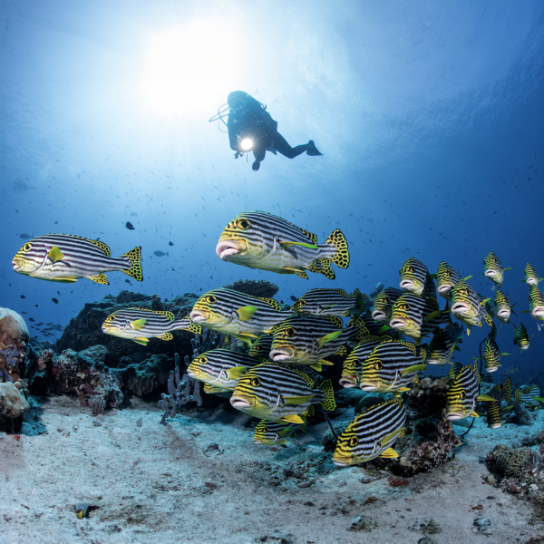 A scuba diver with lights swims above a large school of colorful fish near a coral reef underwater. The fish are striped in yellow, black, and white, and swim close to the sandy ocean floor. The sunlight filters through the blue water from above, reminiscent of an adventure found in Soneva Exclusive Offers.