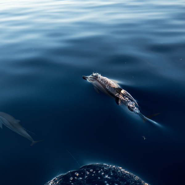 A dolphin swims gracefully through the calm, deep blue ocean with ripples on the water's surface, accompanied by a second dolphin partly visible to the left. Light reflects softly off the water and the dolphins' backs, adding a serene glow to this Soneva Exclusive Offers moment.
